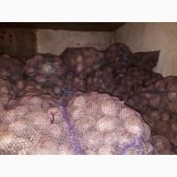 Продам столовий буряк Водан