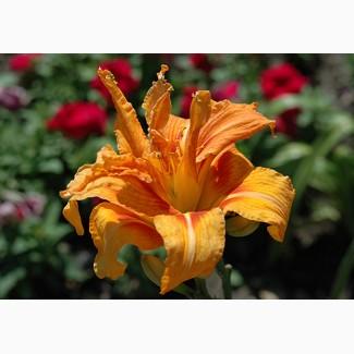 Продам саженцы лилейника