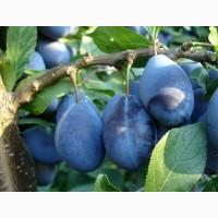 Садженці сливи