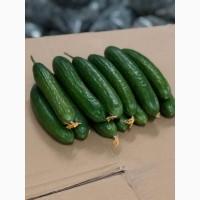 Продам оптом огурцы, самовывоз