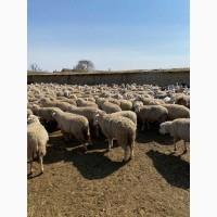 Продам вівці Романовської породи від виробника. Тільки від 100 голов