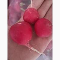 Продам редиску очень вкусная