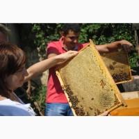 Чистопородні карпатськіі бджоломатки Говерла