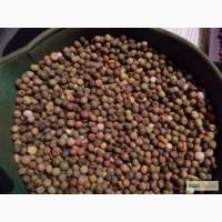 Польская фирма AgroTorg Sp. z o.o. закупает горох полевой (пелюшка) на ЭКСПОРТ