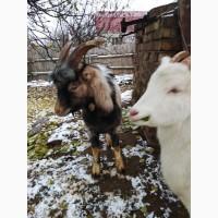 Продаю козье молоко, творог, брынзу, Адыгейский сыр