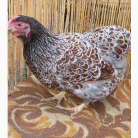 Віандот голубий 20