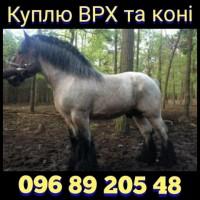 Куплю ВРХ, бики, корови, коні. У Тернопільській, Хмельницькій та сусідніх областях