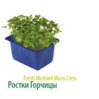 Продам салат Айсберг экспортного качества оптом из Турции