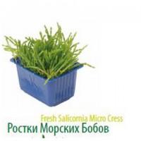 Продам салат Айсберг экспортного качества оптом из Турции