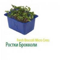 Продам салат Айсберг экспортного качества оптом из Турции