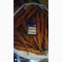 Продам морковь сорта боливар