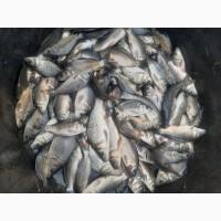 Продам однорічку коропа