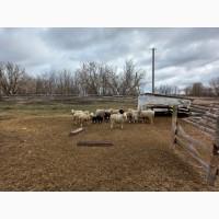 Продам баранів живою вагою або на утримання