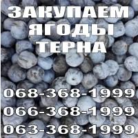 Куплю терен (терн, ягоды терена) оптом. г.Александрия, Кіровоградська обл