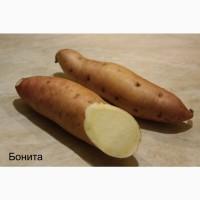 Батат Маточный клубень10сортов Для едыЭКО продуктДля прикорму малюкам кремова оранж фиолет