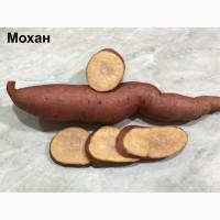 Батат Маточный клубень10сортов Для едыЭКО продуктДля прикорму малюкам кремова оранж фиолет