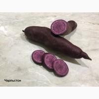 Батат Маточный клубень10сортов Для едыЭКО продуктДля прикорму малюкам кремова оранж фиолет
