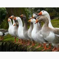 Купуємо пух-перо