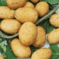 Куплю оптом молоду картоплю, купляємо по всій Україні