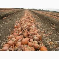 Продам цибулю товарну