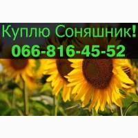 Придбаю СОНЯШНИК у необмежених обсягах!ДОРОГО