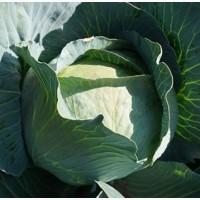 Продам капусту Агресор
