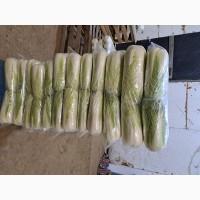 Продам Пекінку