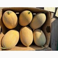 Продам диню сорту Мазін