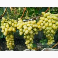 Продам виноград декілька сортів від постачальника з 1 тонни