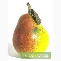 Саженцы груш