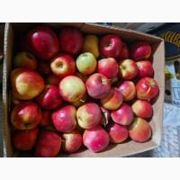 Яблука різних сортів