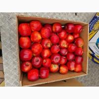 Яблука різних сортів