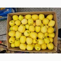 Яблука різних сортів