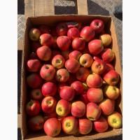 Яблука різних сортів