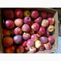 Яблука різних сортів