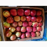 Яблука різних сортів