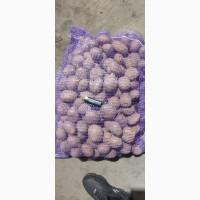 Продам картофель отличного качества сорт, Коломбо, Коннект Белла росса. Также есть посадка