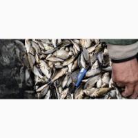 Мальок Короп, Білий амур, Товстолоб
