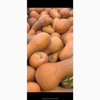 Продам Гарбуз вирощування під клієнта