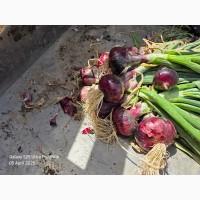 Продам цибулю червону