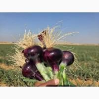Продам цибулю червону