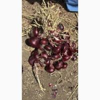 Продам цибулю червону