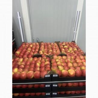 Продам яблука оптом