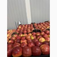 Продам яблука оптом