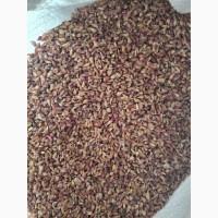 Продам воздушку часнику сорт Любаша