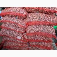 Продам воздушку часнику сорт Любаша