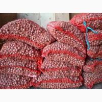 Продам воздушку часнику сорт Любаша