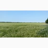 Терміново продам мед коріандру 2025 року