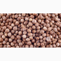 Продам кориандр