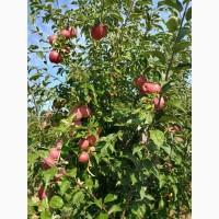 Продам Свіже яблуко